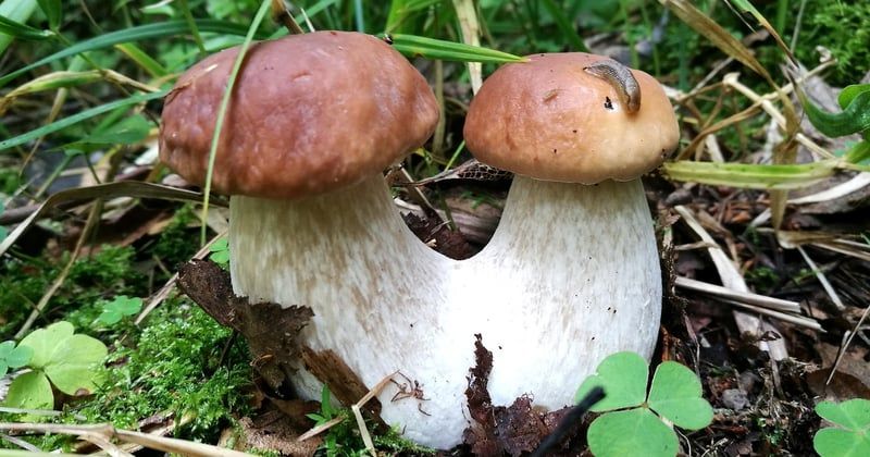 Ce champignon ressemblant à la mérule qui devrait vous inquiéter
