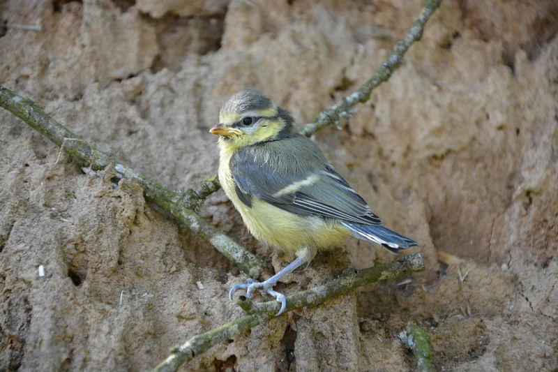 Comment sauver un oisillon mésange : les premières 24 heures