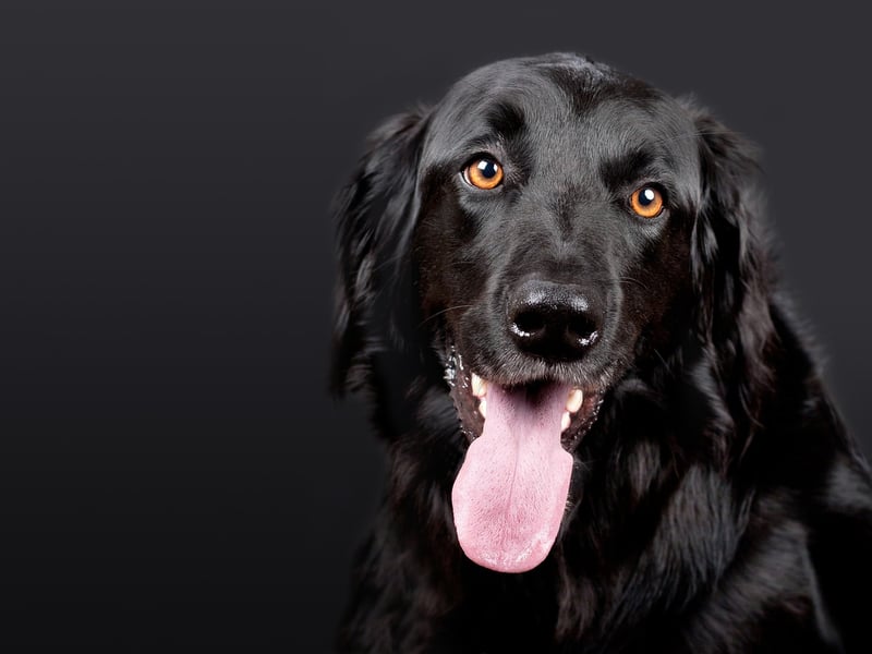 Découvrez le tarif 2026 pour un chien détecteur de punaises de lit à Paris !