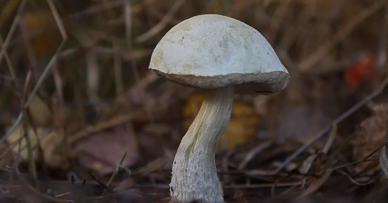 Les deux sosies qui vous piégeront : coniophore et polypore
