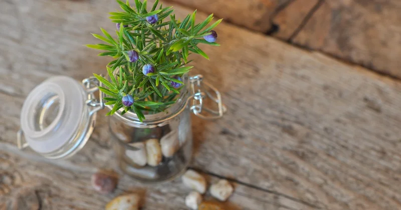 Styles déco pour T2 : le scandinave gagne, l'industriel piège