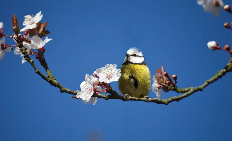 Que nourrir un oisillon mésange : le guide alimentaire