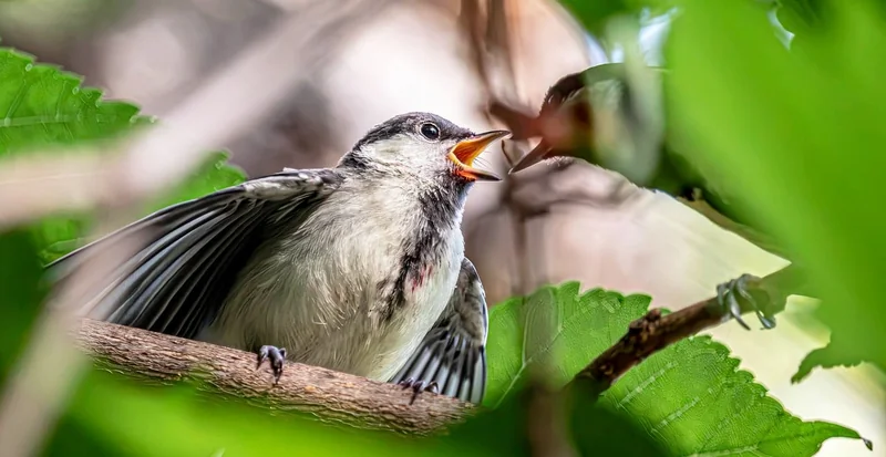 Alimentation d’un mésange oisillon