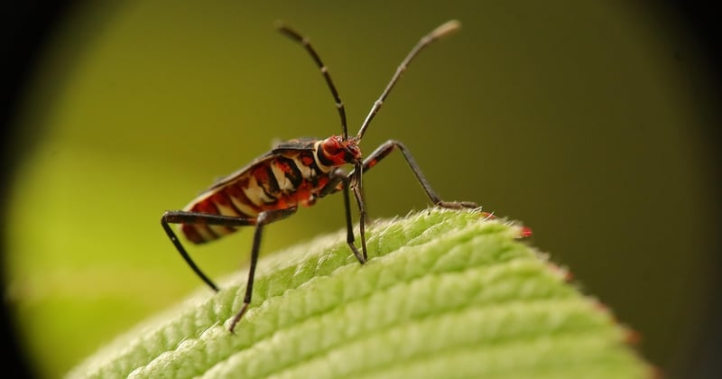 Quels insectes piquent la nuit ? Le guide pour dormir tranquille