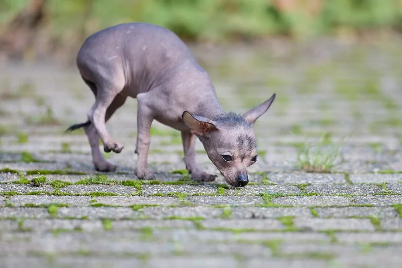 Ce qui influence le tarif d'un chien détecteur de punaises de lit