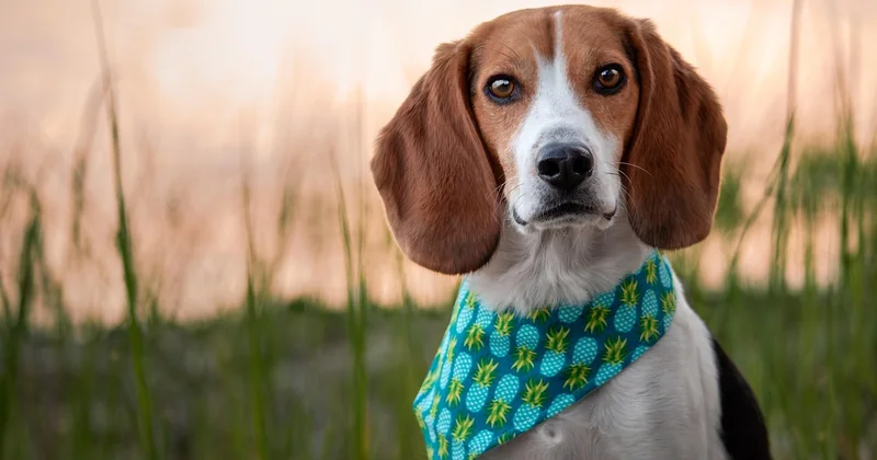 Chien certifié ou pas : la différence qui coûte cher