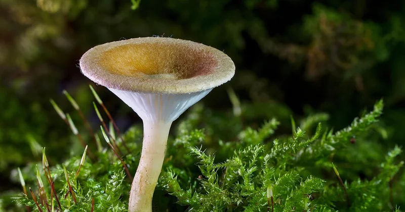 Pourquoi tout le monde confond mérule et champignon blanc ?