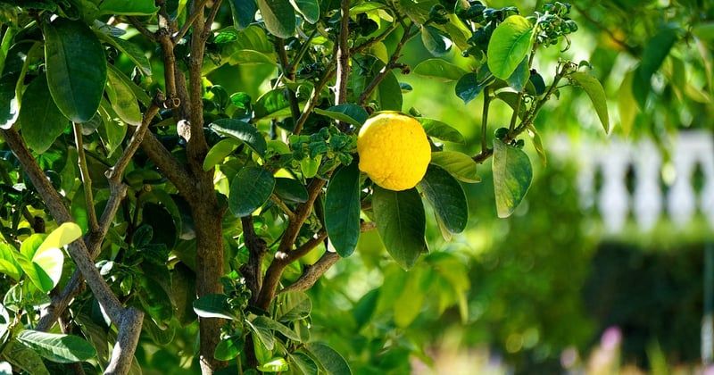 Citronnier maladies photos : comment identifier et traiter les problèmes