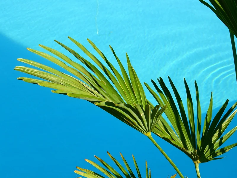 Les solutions végétales : le camouflage naturel