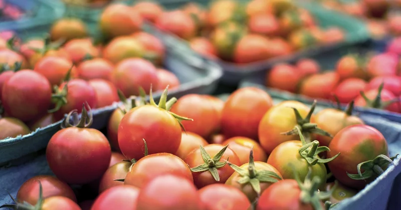 « La boutique du jardinier avis » : ce qu'on trouve vraiment