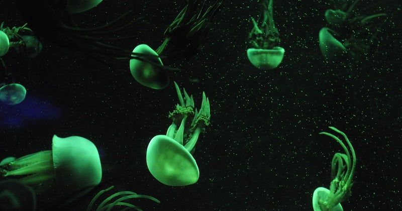 La Rochelle aquarium tarif : le guide malin pour payer moins cher